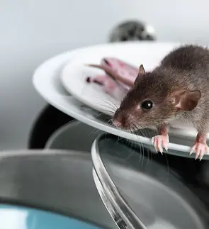 rat_in_the_kitchen_sink_df981201-bcbf-4c92-9e70-9acfa30a7068.jpg.webp
