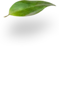 Copy of shape-7_edited_edited.png