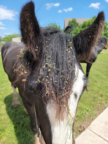 HodgePodge Farm & Rescue | Elmira, New York