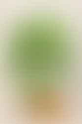 Fiche Plante — Curcuma