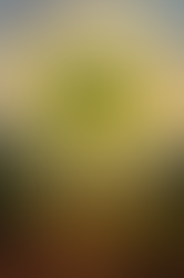 Fiches plante - Moringa