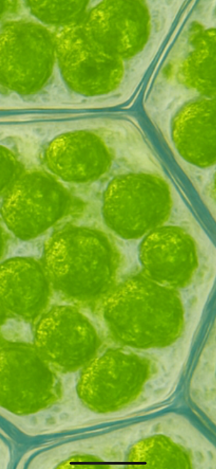 Chlorophylle (Alfalfa / luzerne – Medicago sativa, ou autres plantes vertes)