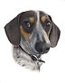 Blue Dachschund.jpg