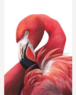 Claire Milligan Artist | Flamingo Coloured Pencil Drawing