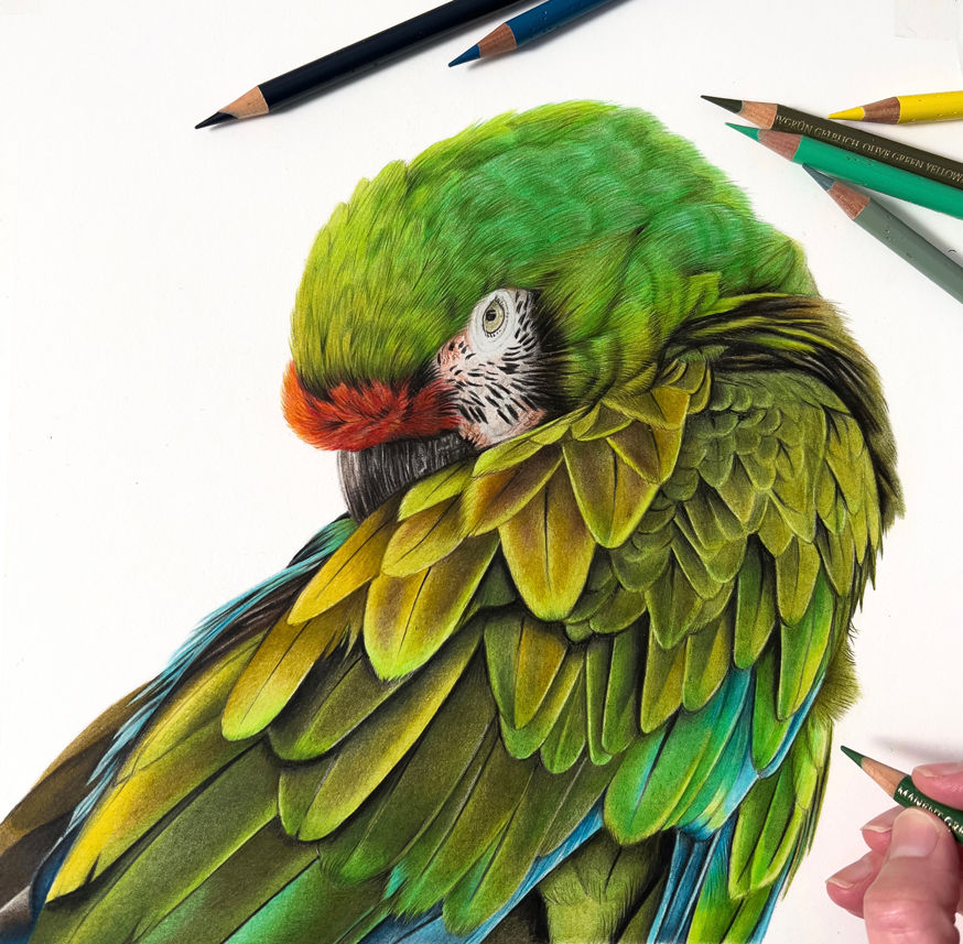 Thumbnail: Great Green Macaw Limited Edition Print