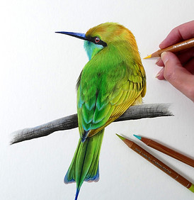 Green bee-eater colored pencil tutorial