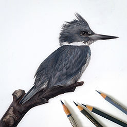 Belted Kingfisher Colored Pencil Tutorial