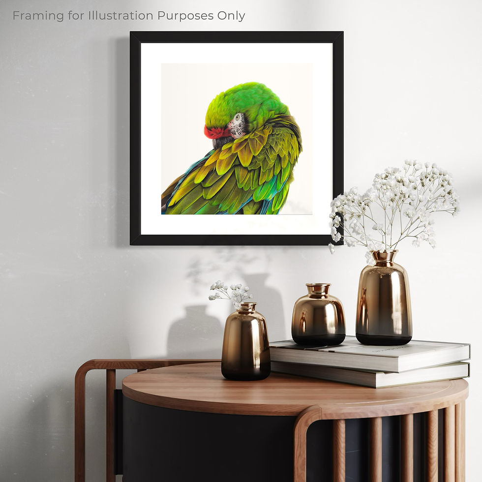 Thumbnail: Original Drawing | Great Green Macaw