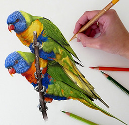 Rainbow Lorikeets FINAL.jpg