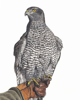 Claire Milligan Artist - Goshawk Coloured Pencil Drawing