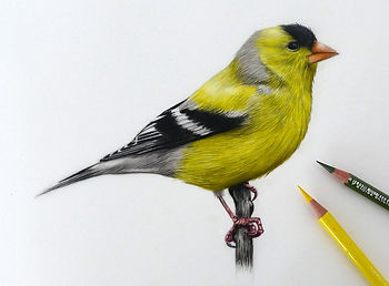 Claire Milligan Wildlife Artist