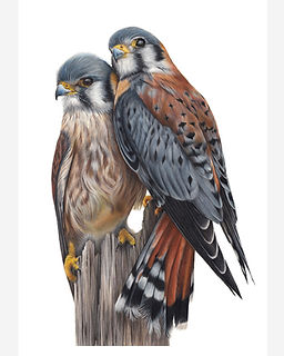 Claire Milligan Artist - American Kestrels Coloured Pencil Drawing