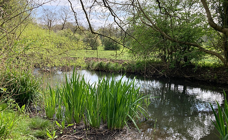 1bWillowmeadReserve image slime foil.JPG