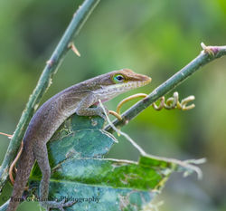 Anole Lizard