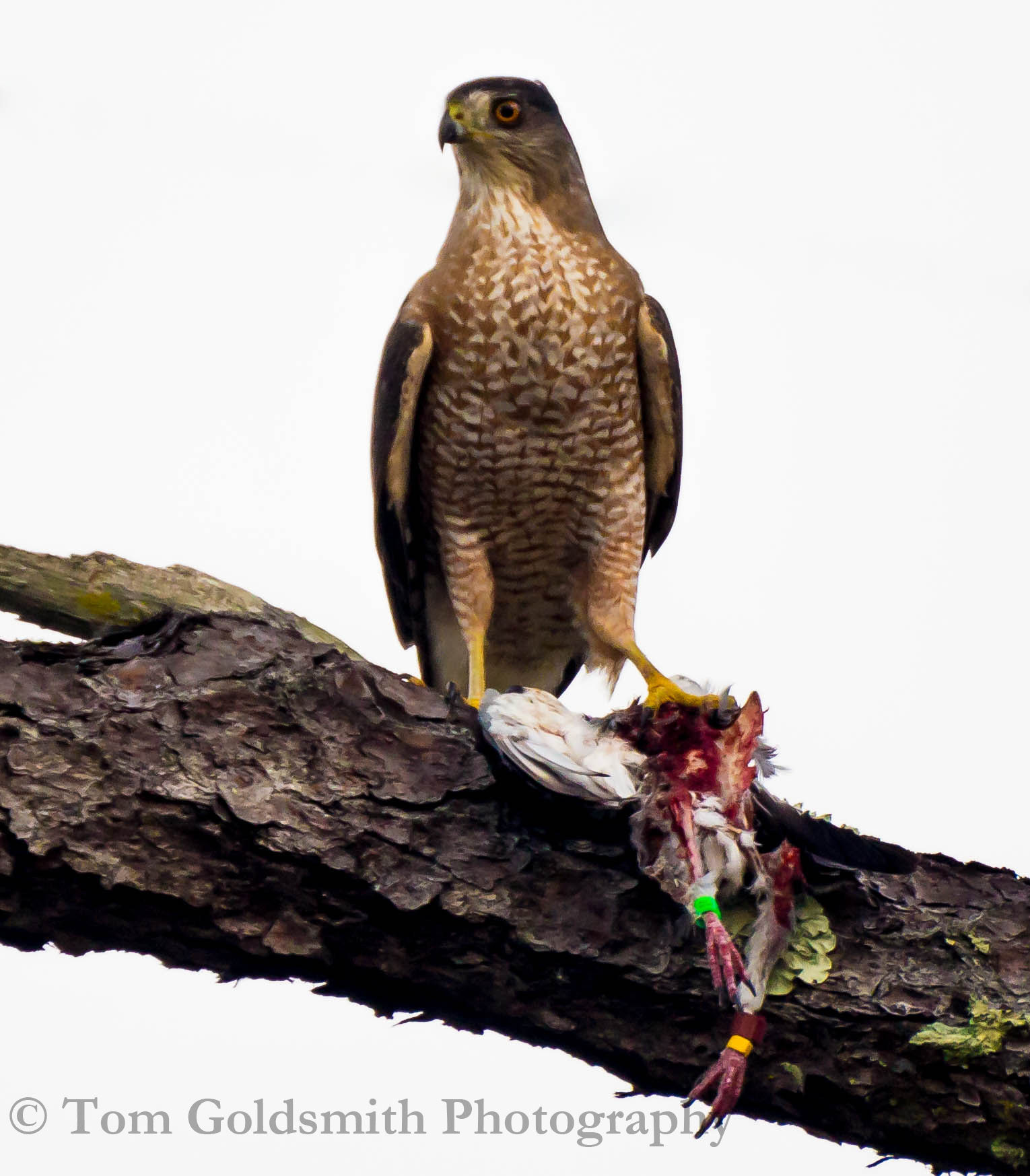 Red Shoulder Hawk
