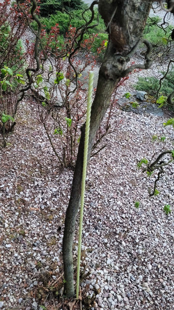 Podpěra vinice agro rebarmat