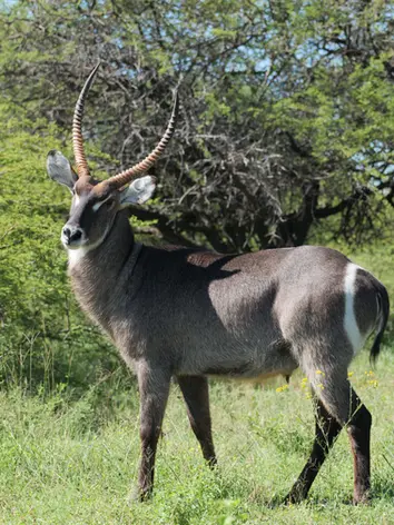 A majestic Waterbuck standing in the African bush. Sharp, professional wildlife photography by Mantel Media, highlighting the diverse fauna of Africa to attract international travel and tourism clients.