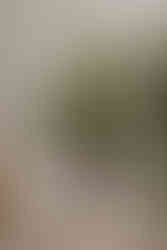 The Orangery, Holland Park, London W8 6LU