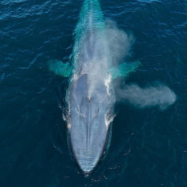 BALLENAS, ELLAS SABEN MÁS QUE NOSOTROS