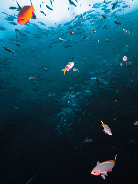 Abundancia - Alonso I. Rodríguez OW.jpg