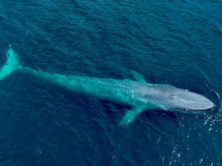 WHALES, THEY KNOW MORE THAN WE DO