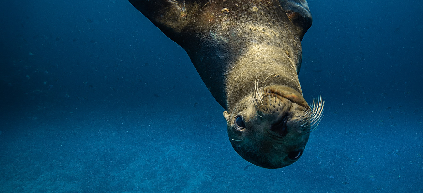 Sea Lion - Alonso I. Rodríguez OW.jpg