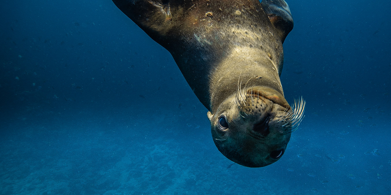 Sea Lion - Alonso I. Rodríguez OW.jpg