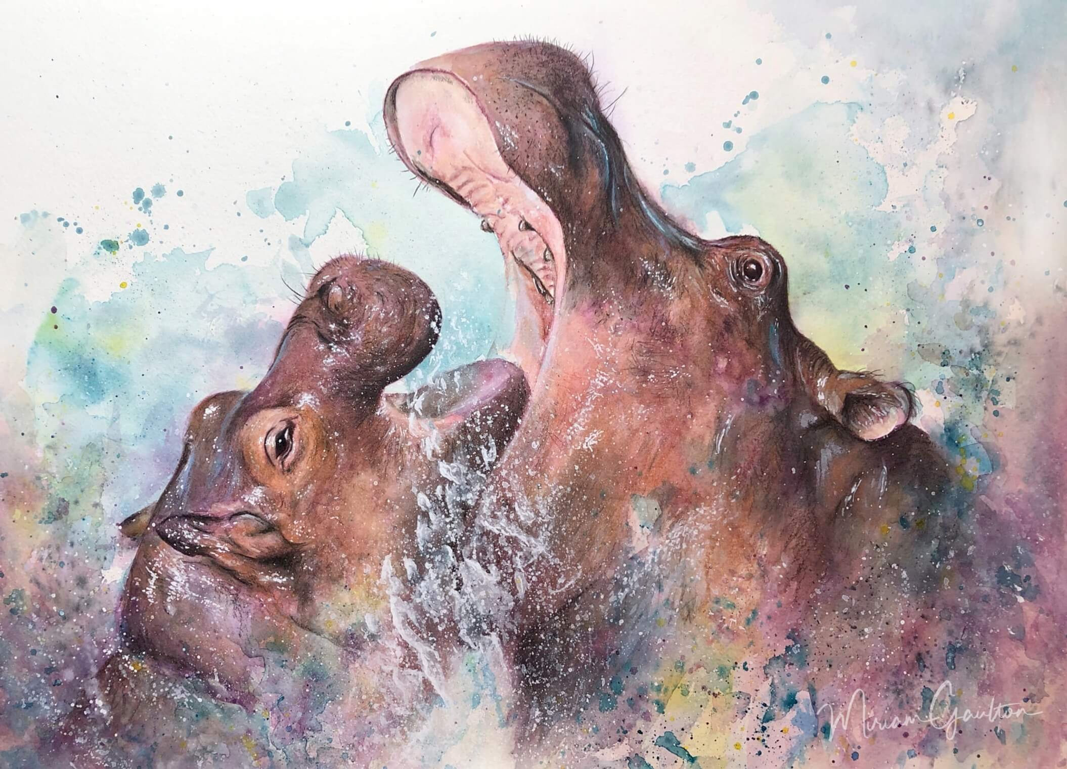 'Hippo Splash'