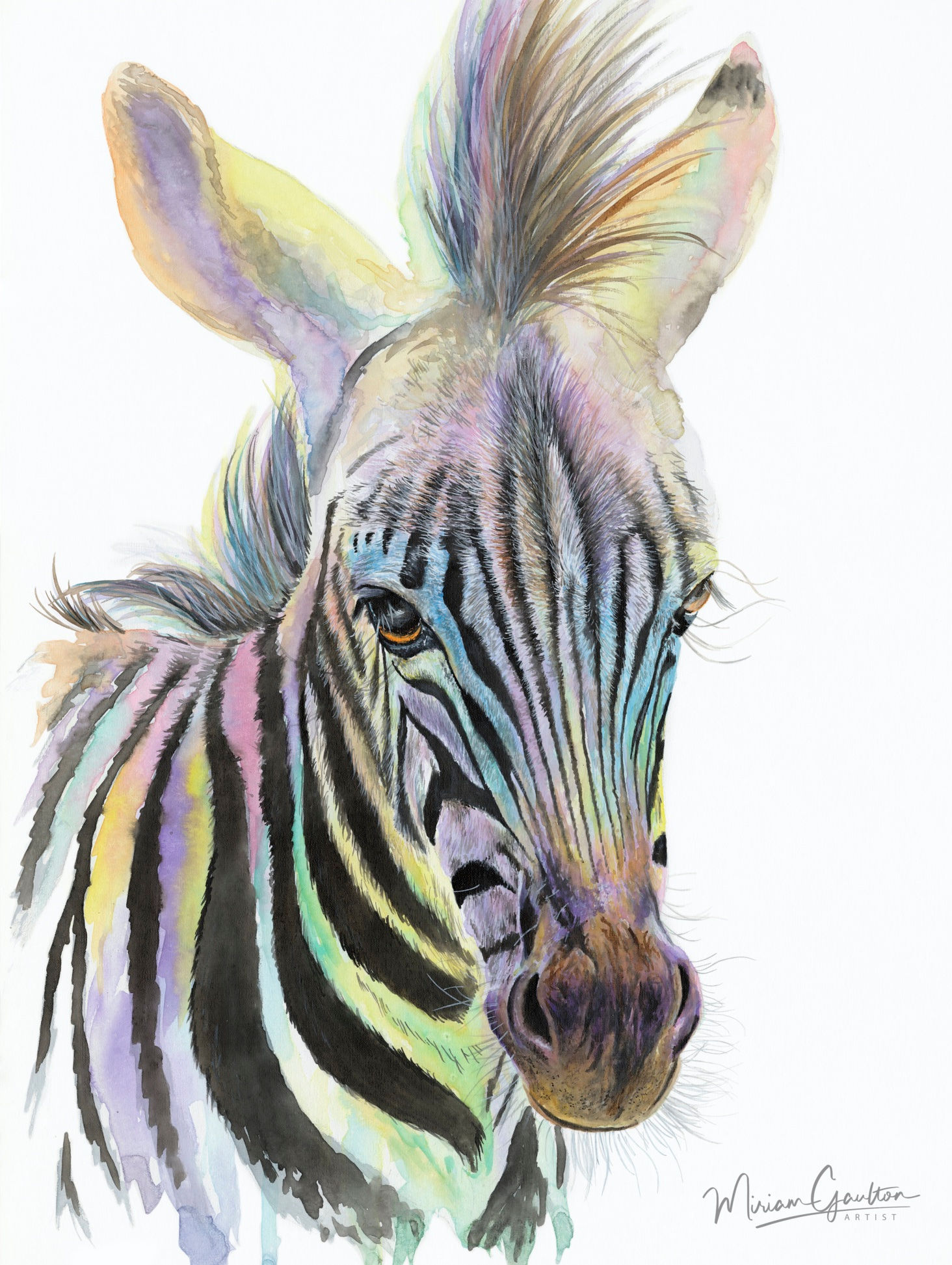 Rainbow Zebra