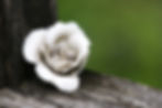 rose-2674376.jpg