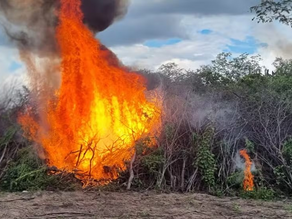 Polícia Federal elimina cerca de meio milhão de pés de maconha em cidades do Sertão de Pernambuco e da Paraíba.