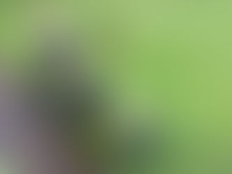 Calling the Pheasant !