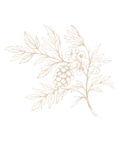 website desktop embellishments (5).png