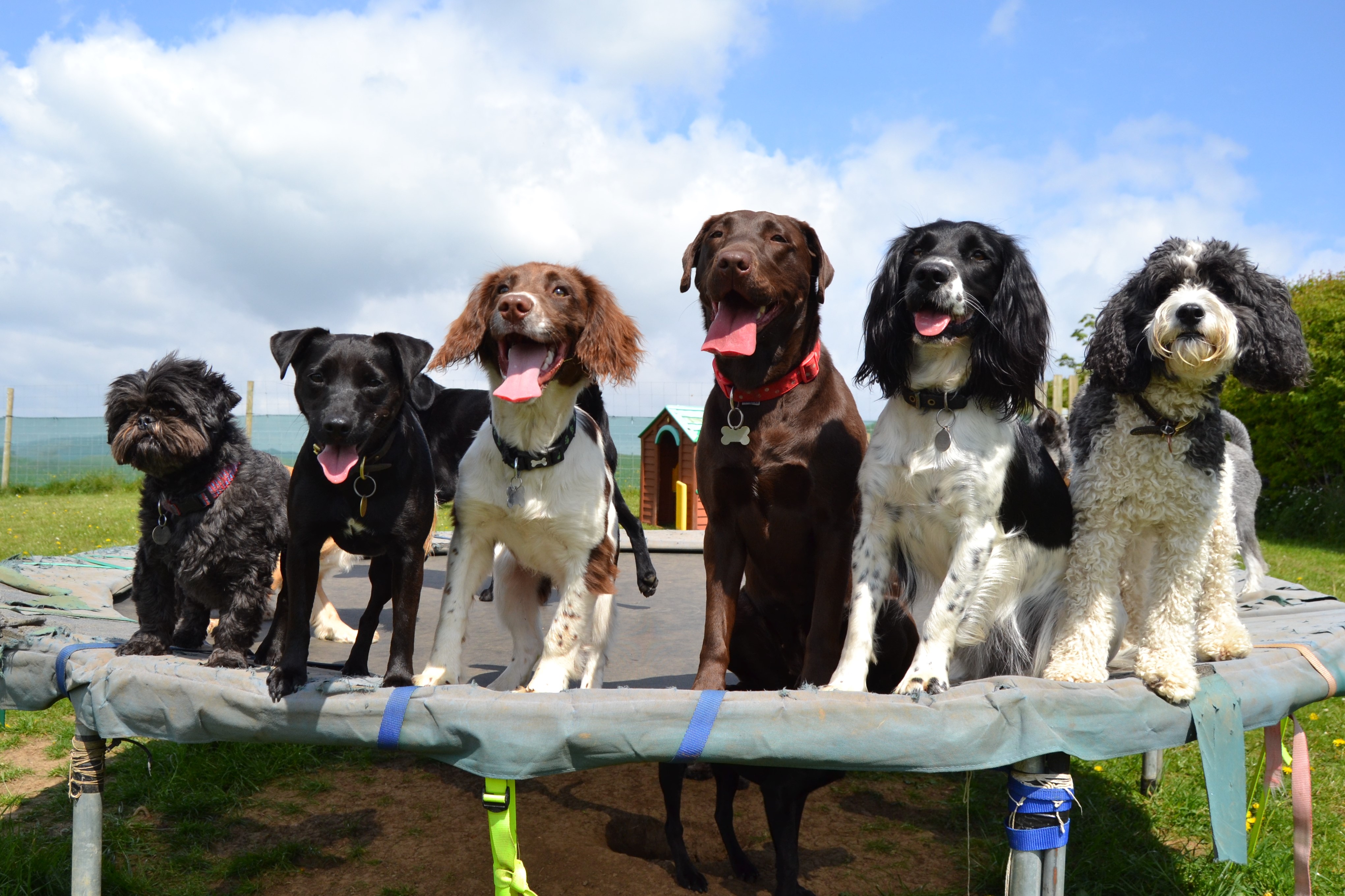 taylor-made-doggy-daycare-walking-kendal