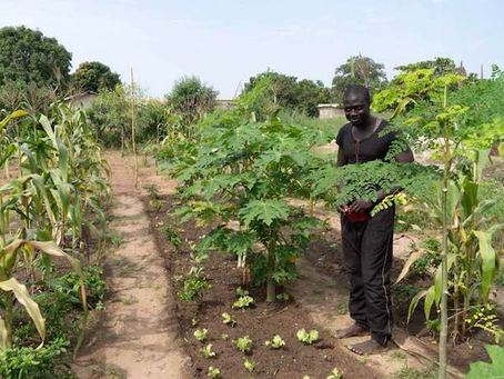 Mame Samba Ndiaye