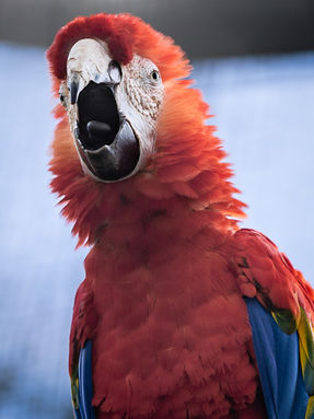 #papegaai #blueandgoldmacaw #ara #macaws #miligold #Zazu #instaparrot #Kensi #conure #photograph #lifewithparrots #petsagram #petsagram #instaparrotworld #exoticbirds #animallovers #animallovers #papagaai #arapapegaai #exoticparrot #papegaai #babyparrot #parrott #parrotslove #Kensiboy #hybride #parrotsoftheworld #aramilitaris #parrotlover #blueandgoldmacaw #militarymacawsofinstagram #macawsofinstagram #petphotography #papagaai #parrot #birds #bird #photography #birdphotography #vogelfotografie #papagaio #parrots #parrotphotography #animals #borb #birb #pets #parrotlover 