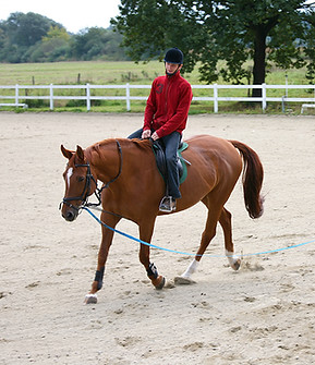horse Training