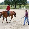 Formation de cheval