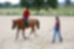 Horse Training