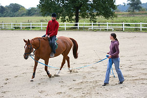 Horse Training