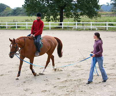 Horse Training