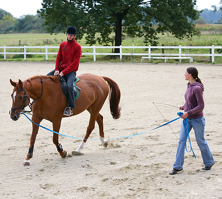 Horse Training