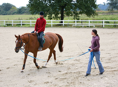 Horse Training