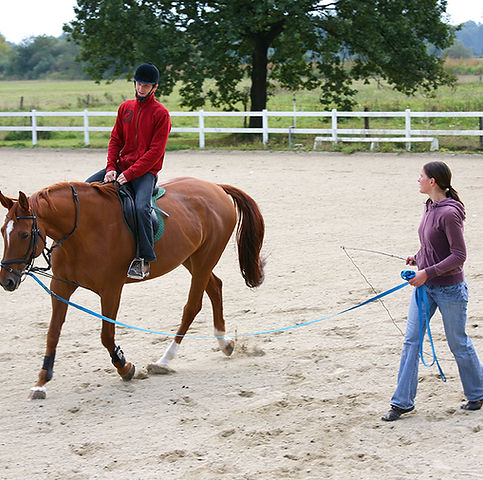 Horse Training