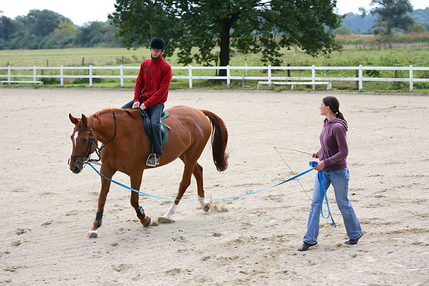 Animal Chiropractor in Meridian, Texas