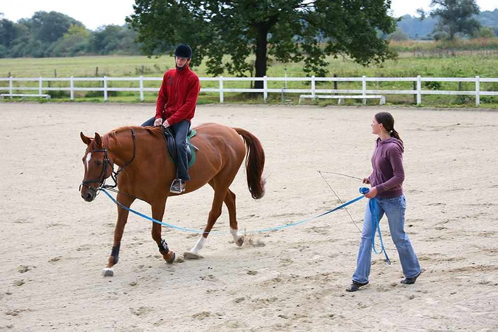 Horse Training Activity