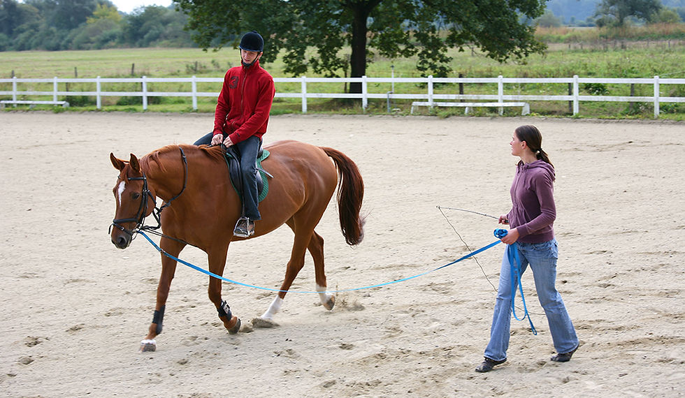 Horse Training