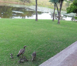 kolgansies - 2 weke oud.jpg