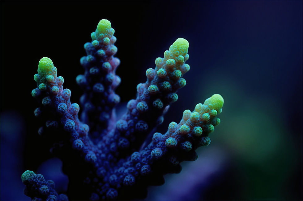 ChatGPT Image May 17, 2025, 01_14_59 AM_edited_edited.jpg