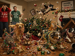 Twas the night before Christmas... and Zoomies took over.